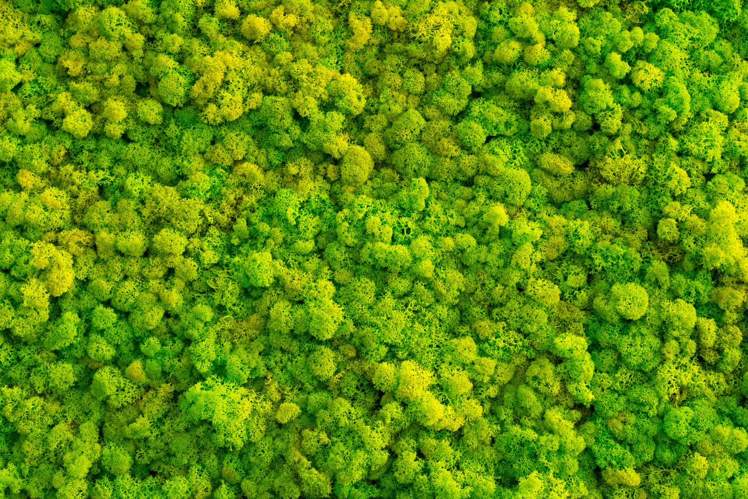 Moss Wall resized