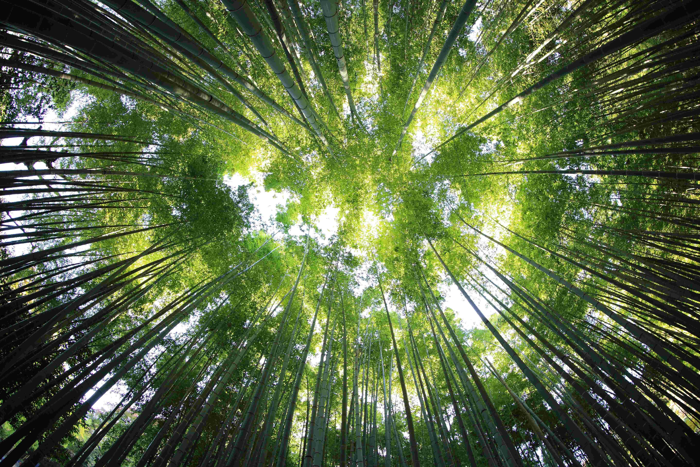 Our Planet