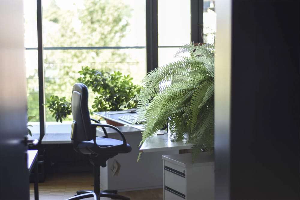 Office plants are back in